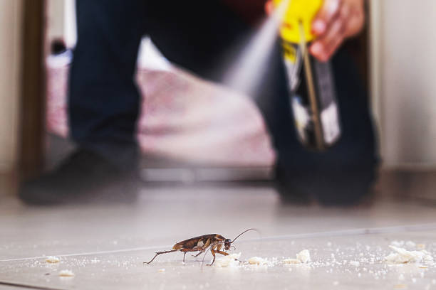 Best Flea Control Services  in Boonville, CA